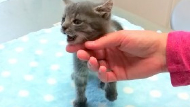 Niebieskooka piękność o srebrnym umaszczeniu do adopcji!
