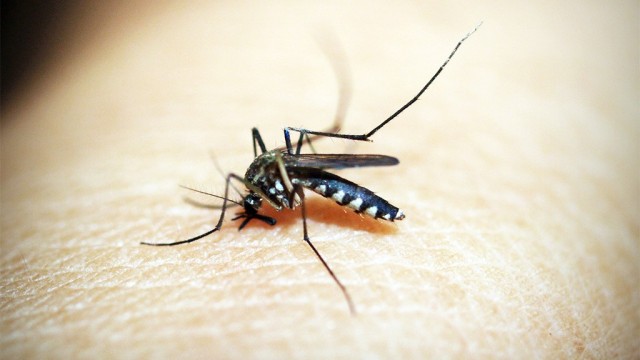 Od dzisiaj gmina Oświęcim walczy z komarami