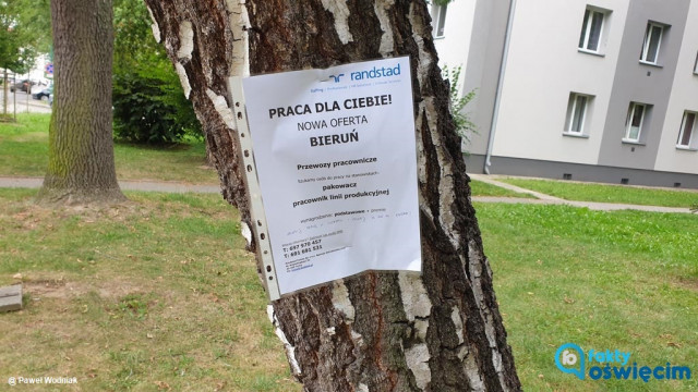 Ogłoszenia o pracę na… oświęcimskich drzewach – FOTO