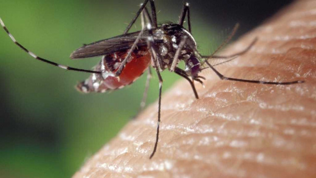 Opryski przeciw komarom w Oświęcimiu