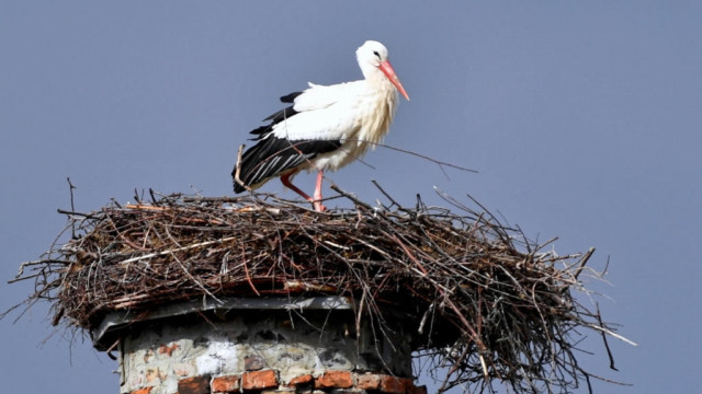 Ornitolodzy: wyrzucanie jajek z gniazda przez bociany jest naturalne