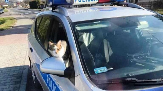 OŚWIĘCIM. Kot wykorzystał nieuwagę policjantów