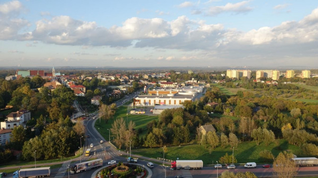 Oświęcim. Miasto posadzi 1000 drzew rodzimego gatunku w ciągu dwóch lat