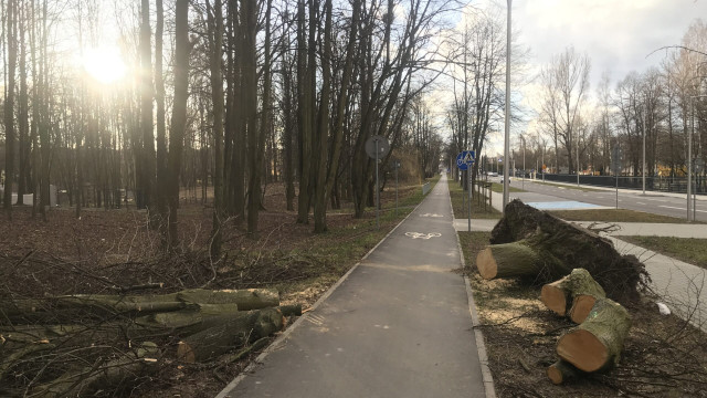 OŚWIĘCIM. Silny wiatr przewracał nie tylko drzewa