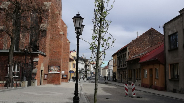 OŚWIĘCIM. To nie gruszki na wierzbie. Centrum miasta wkrótce się zazieleni