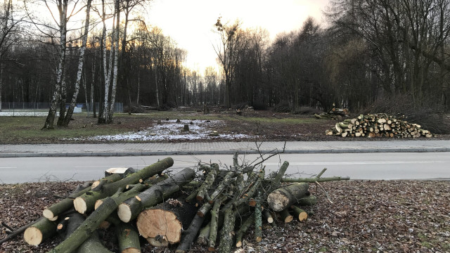 OŚWIĘCIM. To nie Urząd Miasta wyciął drzewa