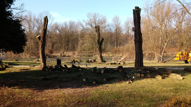 OŚWIĘCIM. W trosce o bezpieczeństwo mieszkańców, wycinają drzewa na bulwarach