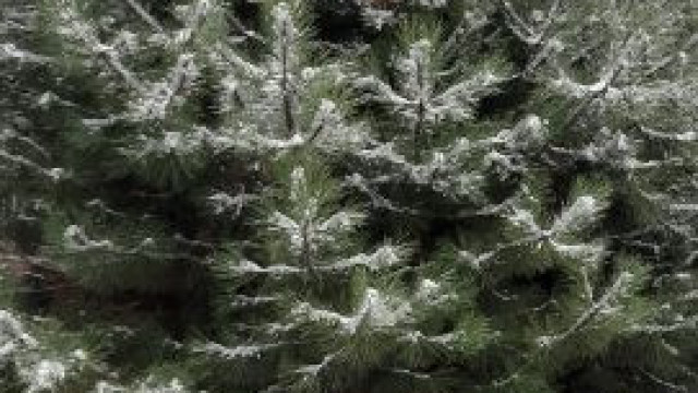 Oświęcim. Zbiórka drzewek świątecznych rusza już 12 stycznia