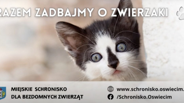 Oświęcimskie Wieści z ratusza – FILM