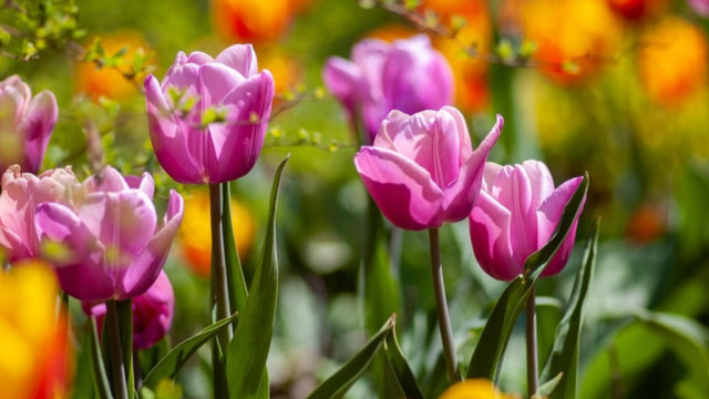 Pięć pomysłów na odświeżenie ogrodu na wiosnę