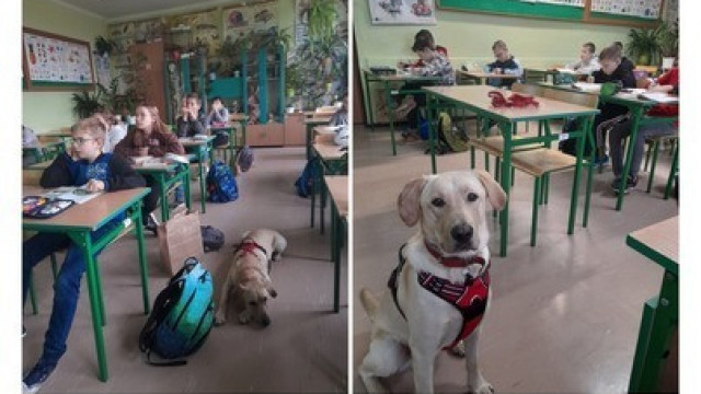 Pies w szkole - zagłosuj na projekt kęckiej Dwójki!