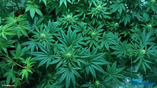 Policjanci zlikwidowali plantację marihuany