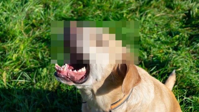 Poszukiwany właściciel psa, który pogryzł nastoletniego rolkarza