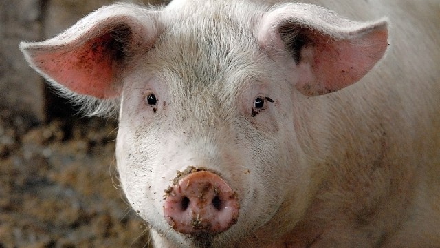 Powiat oświęcimski zagrożony wystąpieniem afrykańskiego pomoru świń