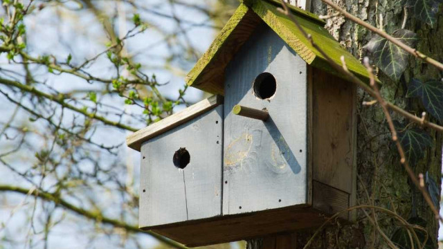 Radny PiS walczy o budki dla ptaków