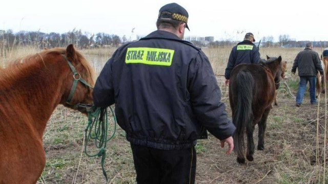 Strażnicy miejscy na koniach