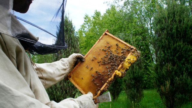 Światowy dzień pszczół. Sprawdź, jak je chronić? – FOTO