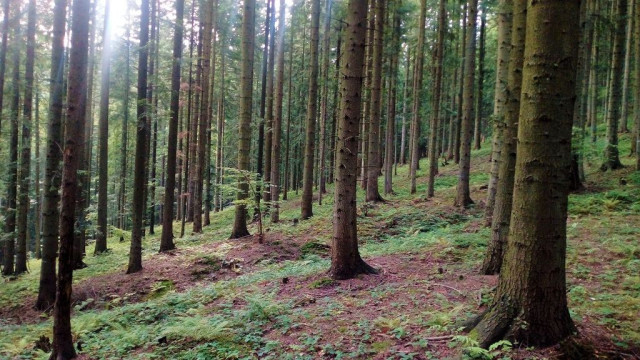 Szokujące odkrycie podczas grzybobrania w Gorzowie – 78-letnia kobieta z objawami udaru uratowana przez mieszkańców!