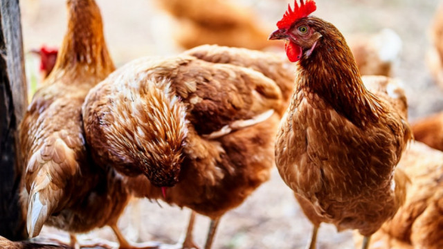 Uchylone rozporządzenie ws. zwalczania oraz zapobiegania wysoce zjadliwej grypy ptaków