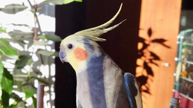 Ucieczka Poldka: Zaginiona papuga nimfa w Oświęcimiu