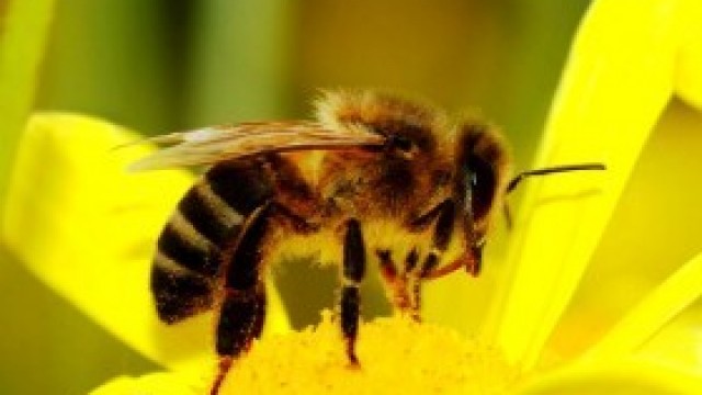Uwaga! Zgnilec amerykański pszczół na terenie powiatu oświęcimskiego