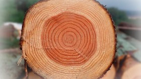 UWAGA! Zmiana przepisów dotyczących wycinki drzew z nieruchomości prywatnych