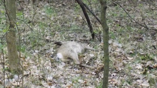 W Chełmku grasuje kłusownik – FOTO