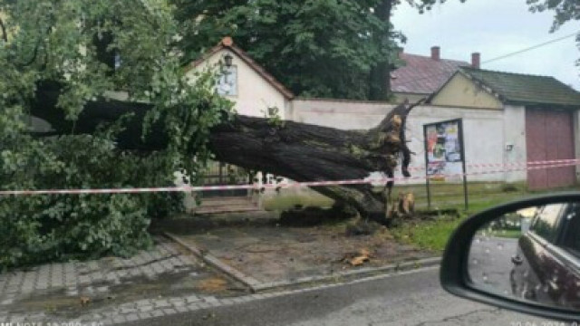 Wieczorna burza powaliła drzewa i postawiła na nogi wszystkie gminne jednostki OSP