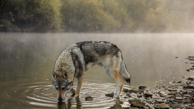 Wilk Jacka Balona w konkursie National Geographic