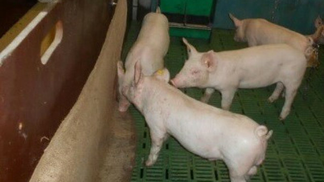 Wytyczne Głównego Lekarza Weterynarii dla rolników dotyczące przeprowadzania analizy ryzyka dotyczącej zagrożenia wystąpieniem obgryzania ogona u świń