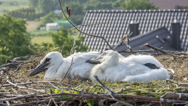 Zaobrączkowali prawie 300 bocianich piskląt – FOTO