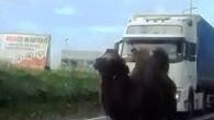 Zator. Policjanci ustalili i ukarali mandatem karnym za  ucieczkę wielbłąda