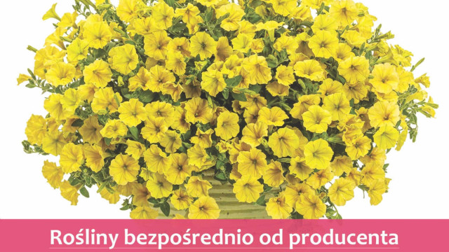 Zielono mi. Nowy sklep Plantpolu kusi kwiatami i ziołami – FOTO