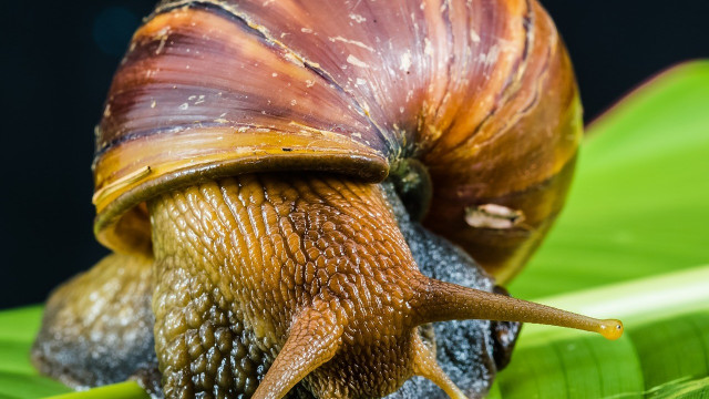 Żyją powoli i długo – ślimaki to nie tylko ogrodowe szkodniki, które żyją nawet 10 lat
