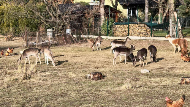 Żywa szopka powstała w Zaborzu – FILM, FOTO